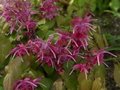 Epimedium grandifl. 'Red Beauty', Elfenbloem