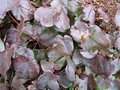 Epimedium pinnatum 'Black Sea', Elfenbloem