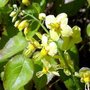 Epimedium pinnatum colchicum, Elfenbloem