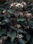 Eupatorium rugosum 'Chocolat', Leverkruid