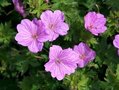 Geranium 'Blushing Turtle', Ⓡ Ooievaarsbek