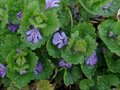 Glechoma hederacea, Hondsdraf