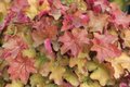 Heuchera 'Caramel', ® Purperklokje