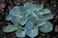 Hosta 'Blue Mouse Ears', Hartlelie