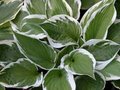 Hosta 'Minuteman', Hartlelie