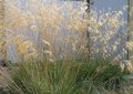 Stipa gigantea, Vedergras