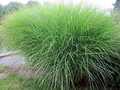 Miscanthus sin. 'Gracillimus' P9, Chinees riet