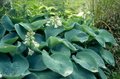 Hosta sieboldiana 'Elegans', Hartlelie