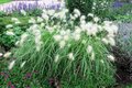 Pennisetum alop. 'Little Bunny' 1.5L, Lampepoetsergras