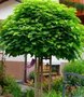 Catalpa bign. 'Nana', 8/10 20L pot, Bol Catalpa