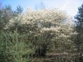 Amelanchier lamarckii, 60/80, Krentenboompje