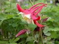 Aquilegia 'Crimson Star',Akelei