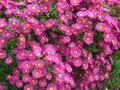 Aster novae-angliae 'Andenken an Alma Potschke', Aster