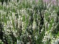 Calluna vulgaris 'Long White', Dopheide