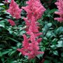 Astilbe chinensis 'Pumila', Pluimspirea