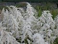 Astilbe jap. 'Deutschland', Pluimspirea