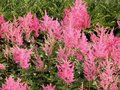 Astilbe jap. 'Rheinland', Pluimspirea