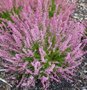 Calluna vulgaris 'Marleen' , Dopheide