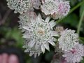 Astrantia major, Zeeuws knoopje