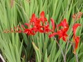 Crocosmia 'Lucifer', Montbretia