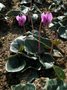 Cyclamen hederifolium, Alpenviooltje