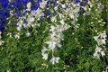 Delphinium belladonna 'Casa Blanca', Ridderspoor