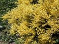 Cytisus praecox 'Allgold', 3L Brem