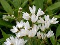 Deutzia gracilis 'Nikko', 2L Bruidsbloem