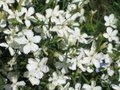 Dianthus deltoides 'Albiflorus', Anjer