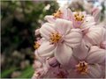 Deutzia hybrida 'Mont Rose', 3L Bruidsbloem