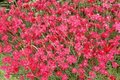 Dianthus deltoides 'Leuchtfunk', Anjer (=Flashing Light)