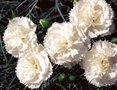 Dianthus plumarius 'Haytor White', Anjer