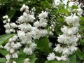 Deutzia scabra 'Plena', 3L, Bruidsbloem