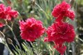 Dianthus plumarius 'Heidi', Anjer