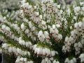 Erica darl. 'White Perfection', Winterheide