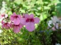 Diascia barberae 'Ruby Field'