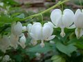 Dicentra spectabilis 'Alba', Gebroken hartjes