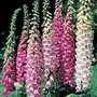 Digitalis purpurea 'Excelsior Hybrids', Vingerhoedskruid