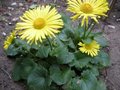 Doronicum 'Little Leo', Voorjaarszonnebloem