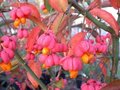 Euonymus europaeus 'Red Cascade', 7.5L Kardinaalshoed