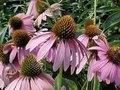 Echinacea purpurea, Zonnehoed