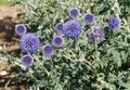 Echinops ritro, Kogeldistel