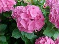 Hydrangea macro. 'Bouquet Rose', 30-40 3L, Hortensia