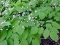 Epimedium pubigerum, Elfenbloem