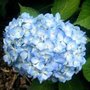 Hydrangea macro. 'Gertrud Glahn', 25-30 3L, Hortensia