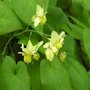 Epimedium versicolor 'Sulphureum', Elfenbloem