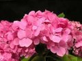 Hydrangea macro. 'King George VII', 7.5L, Hortensia