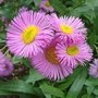 Erigeron 'Rosa Juwel', Fijnstraal