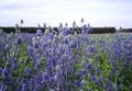 Eryngium planum, Kruisdistel