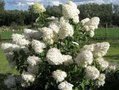 Hydrangea pan. 'Phantom', 40-50 cm 3L Pluimhortensia